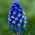 Szafirek Muscari Dark Eyes - op. 5 szt.