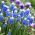 Szafirek Auchera - Muscari Mount Hood - 5 cebulek