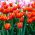 Tulipan Annie Schilder - opak. 5 szt.