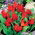Tulipan botaniczny - Tubergen's Variety - 5 cebulek