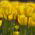 Tulipan żółty - Yellow - 5 cebulek