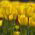 Tulipan żółty - Yellow - paczka XXL - 50 cebulek