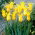 Tulipan West Point  - 5 cebulek