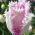 Tulipan Aria Card - opak. 5 szt.