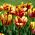 Tulipan El Cid - opak. 5 szt.