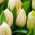 Tulipan Lemon Giant - opak. 5 szt.
