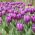 Tulipan Negrita - opak. 5 szt.