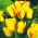 Tulipan Outbreak - opak. 5 szt.