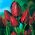 Tulipan Wallflower - opak. 5 szt.