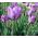 Tulipan Blue Aimable - 5 cebulek