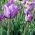 Tulipan Blue Aimable - 5 cebulek