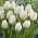 Tulipan pojedynczy City Of Vancouver - 5 cebulek