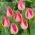 Tulipan Page Polka - opak. 5 szt.