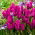 Tulipan Purple Bouquet - opak. 5 szt.