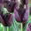 Tulipan Queen of Night - 5 cebulek