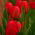 Tulipan czerwony Red - 5 cebulek