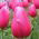 Tulipan różowy Rose - 5 cebulek