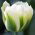 Tulipan Spring Green - 5 cebulek