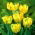 Tulipan papuzi Texas Gold - 5 cebulek