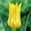 Tulipan West Point  - 5 cebulek