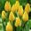 Tulipan Yokohama - 5 cebulek