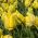 Tulipan Golden Glasnost - opak. 5 szt.