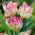 Tulipan Webers Parrot  opak. 5 szt.