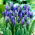 Szafirek szerokolistny - Muscari latifolium - duża paczka! - 100 szt.