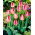 Tulipan Judith Leyster - opak. 5 szt.