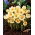 Krokus Cream Beauty - duża paczka! - 200 szt.