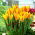 Tulipan Giuseppe Verdi - opak. 5 szt.
