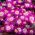 Zawilec grecki - Pink Star - 8 szt.