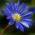 Zawilec grecki - Blue Shades - 8 szt.