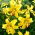 Lilia tygrysia - Yellow Tiger - 1 cebula