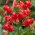 Lilia tygrysia - Red Tiger - 1 cebula