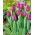 Tulipan Negrita - opak. 5 szt.