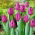 Tulipan Negrita - opak. 5 szt.