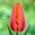 Tulipan Temple of Beauty - opak. 5 szt.
