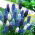 Szafirek - Muscari - zestaw kolorowych odmian - 160 szt.