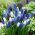Szafirek - Muscari - zestaw kolorowych odmian - 160 szt.