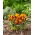 Krokus Orange Monarch - 10 szt.