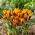 Krokus Orange Monarch - 10 szt.