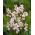 Ixia - Iksja Spotlight - 25 szt.