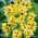 Ixia - Iksja Yellow Emperor - 25 szt.