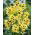 Ixia - Iksja Yellow Emperor - 25 szt.
