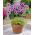 Leucocoryne purpurea Andes - 10 szt.