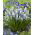 Szafirek - Muscari Mountain Lady - 10 szt.