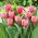 Tulipan Pink Impression - 5 cebulek