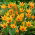Tulipan Praestans Shogun - opak. 5 szt.