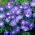 Zawilec grecki - Blue Shades - 8 szt.